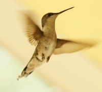 ruby-throated hummingbird