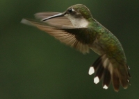 ruby-throated hummingbird