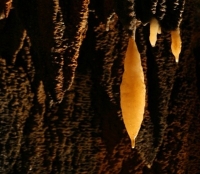rusty stalactites
