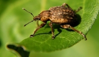 weevil photo