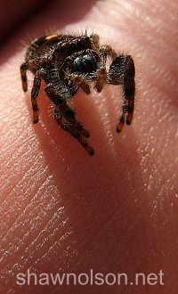 Jumping Spider