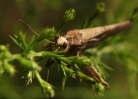 Dead Grasshopper