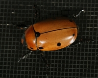Grapevine Beetle Photo