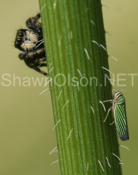 Jumping Spider and Leaf Hopper