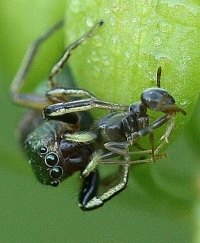 Jumping Spider eating Ant