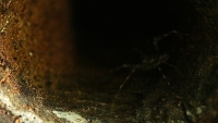 Spider in Dark Tunnel