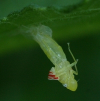 Leafhopper molting