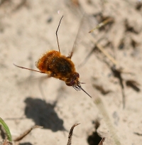 Bee Fly