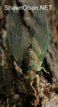 Cicada Photo