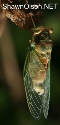 Cicada Photo