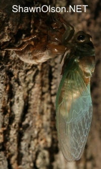 Cicada Photo