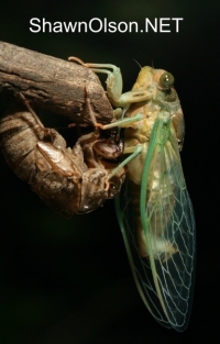 Cicada Photo