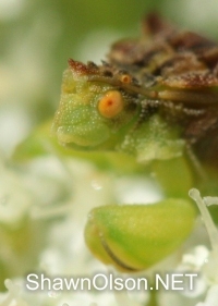 Ambush Bug closeup photo