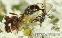 Ambush Bug eating Fly