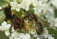 Ambush Bug eating bee photo