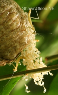 Mantid Egg Sack Debris