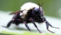 Robber Fly Photo