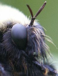 Robber Fly Face Photo