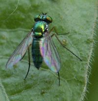 Fly, Green Small 1