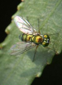 Fly, Green Small 2