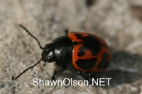 swamp milkweed leaf beetle