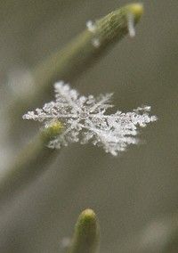 Snowflake Photo