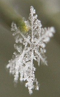 Snowflake Photo