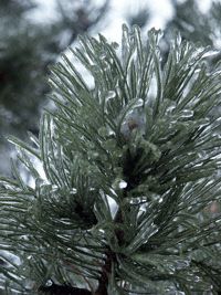 Iced Needles