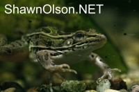 Leopard Frog in Water