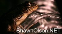 Leopard Frog in Fountain
