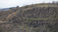burnt trees