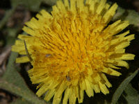 Dandelion