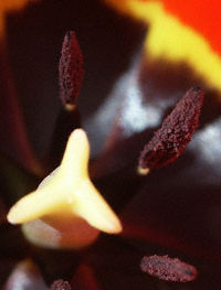 Tulip Closeup