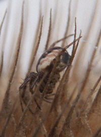 spider in thistle