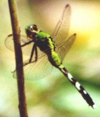 Dragonfly 2