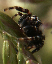 Jumping Spider