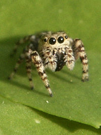 Jumping Spider