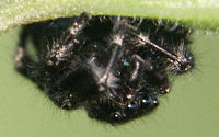 Jumping Spider