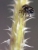 Leafhopper on Thorns