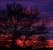 vibrant sunset colors through tree