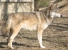 timber wolf photo