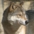 timber wolf photo