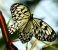 Franklin Park Conservatory butterfly