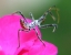 assassin bug