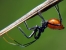 assassin bug