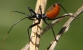 assassin bug