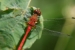 red dragonfly