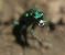 green tiger beetle