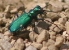 green tiger beetle