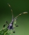 blue leaf-footed bug